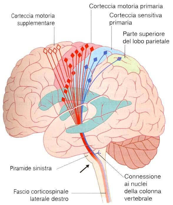 Corteccia premotoria Immagine tratta da: Neuroanatomia,