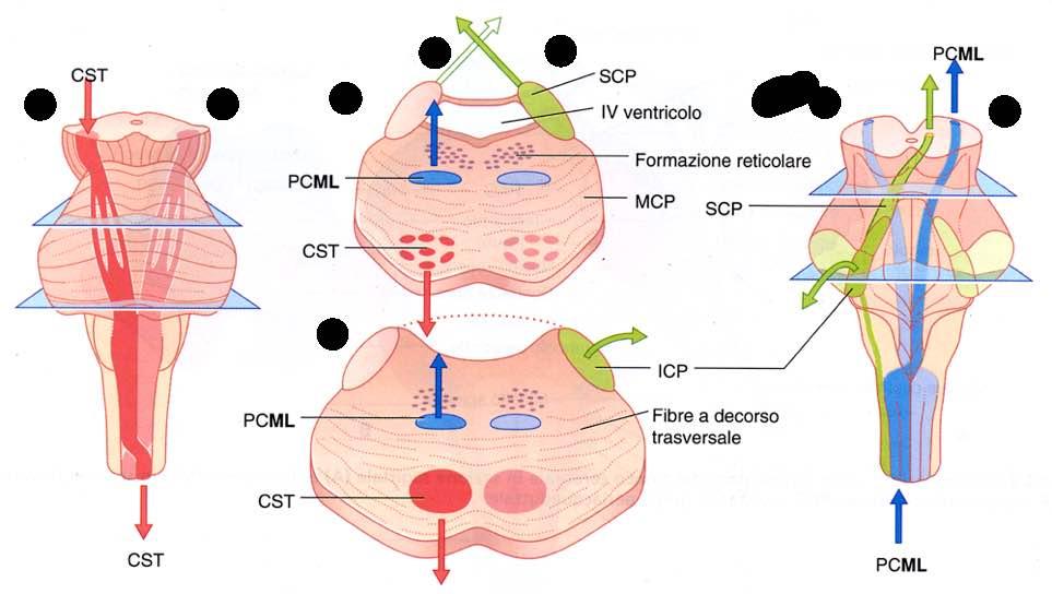 Immagine tratta da: Neuroanatomia, Fitzgerald,