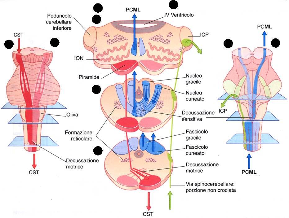 Immagine tratta da: Neuroanatomia, Fitzgerald,