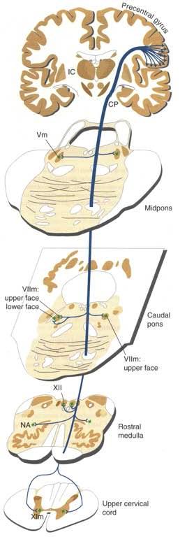 Immagine, tratta da: The Human Brain, J.