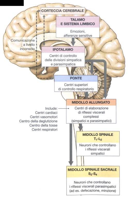 Immagine tratta da: Anatomia Umana,