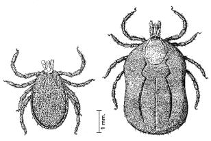 Zecche, ectoparassiti le zone