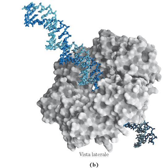 STRUTTURA - 2 nuclei : attività polimerasica,attività 3 5 esonucleasica - : (dimero) pinza si