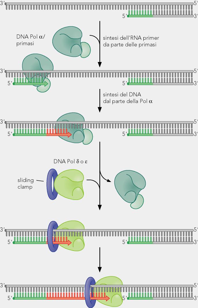 SOSTITUZIONE DELLA DNA POLIMERASI DURANTE LA REPLICAZIONE NEGLI EUCARIOTI La Pol α inizia la replicazione, dopo aver sintetizzato