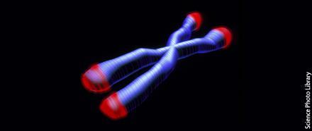 TELOMERI I telomeri sono delle strutture formate da DNA e proteine presenti alle