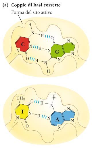 FEDELTÀ DI REPLICAZIONE: -legami idrogeno che determinano un corretto appaiamento