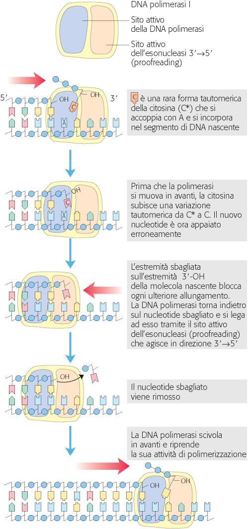 ATTIVITÀ 3 5 ESONUCLEASICA