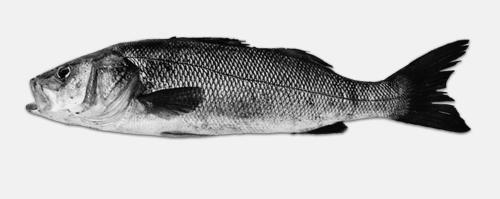 Esempio: detection/testing questo pesce non appartiene al gruppo oggetto
