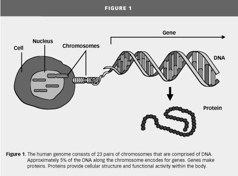 genoma è geni