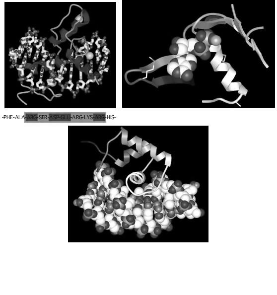 Motif Discovery parti simili in strutture di diverse proteine
