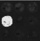 Problema: Trovare gli spot dei microarray con bassa qualità Spot: immagine che contiene l'espressione di