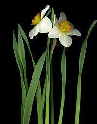Gli antichi romani pensavano che il narciso fosse un fiore che cresceva nei campi Elisi, simbolo dell'aldilà nella religione romana, e quindi avevano l'usanza di piantarli sulle tombe dei propri cari