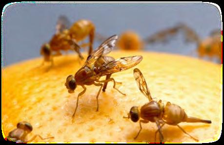 MICRO ACTIVE, se usato in abbinamento con altri prodotti per l agricoltura, è in grado di migliorarne le prestazioni.