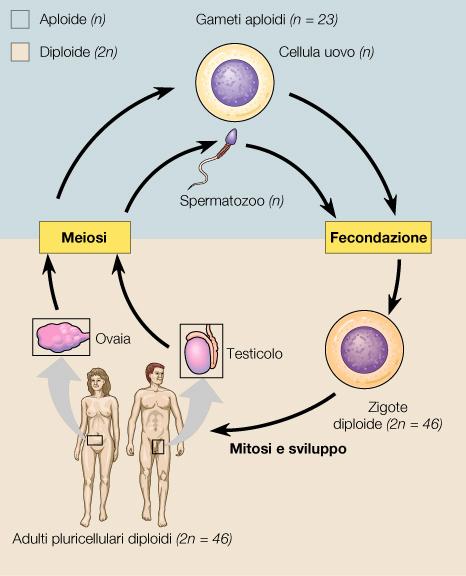RIPRODUZIONE SESSUATA (GAMICA) comporta l unione di due cellule, ciascuna il suo contenuto informativo, con il suo corredo aploide di cromosomi La MEIOSI assicura la produzione di