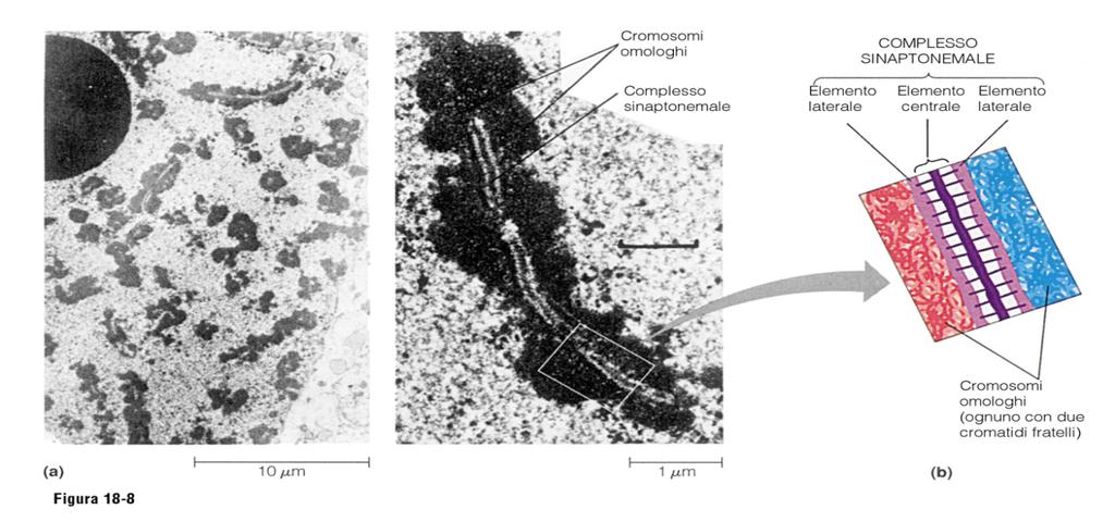 COMPLESSO SINAPTONEMALE Struttura simile ad una scala a pioli di natura proteica a cui si associano le fibre dei