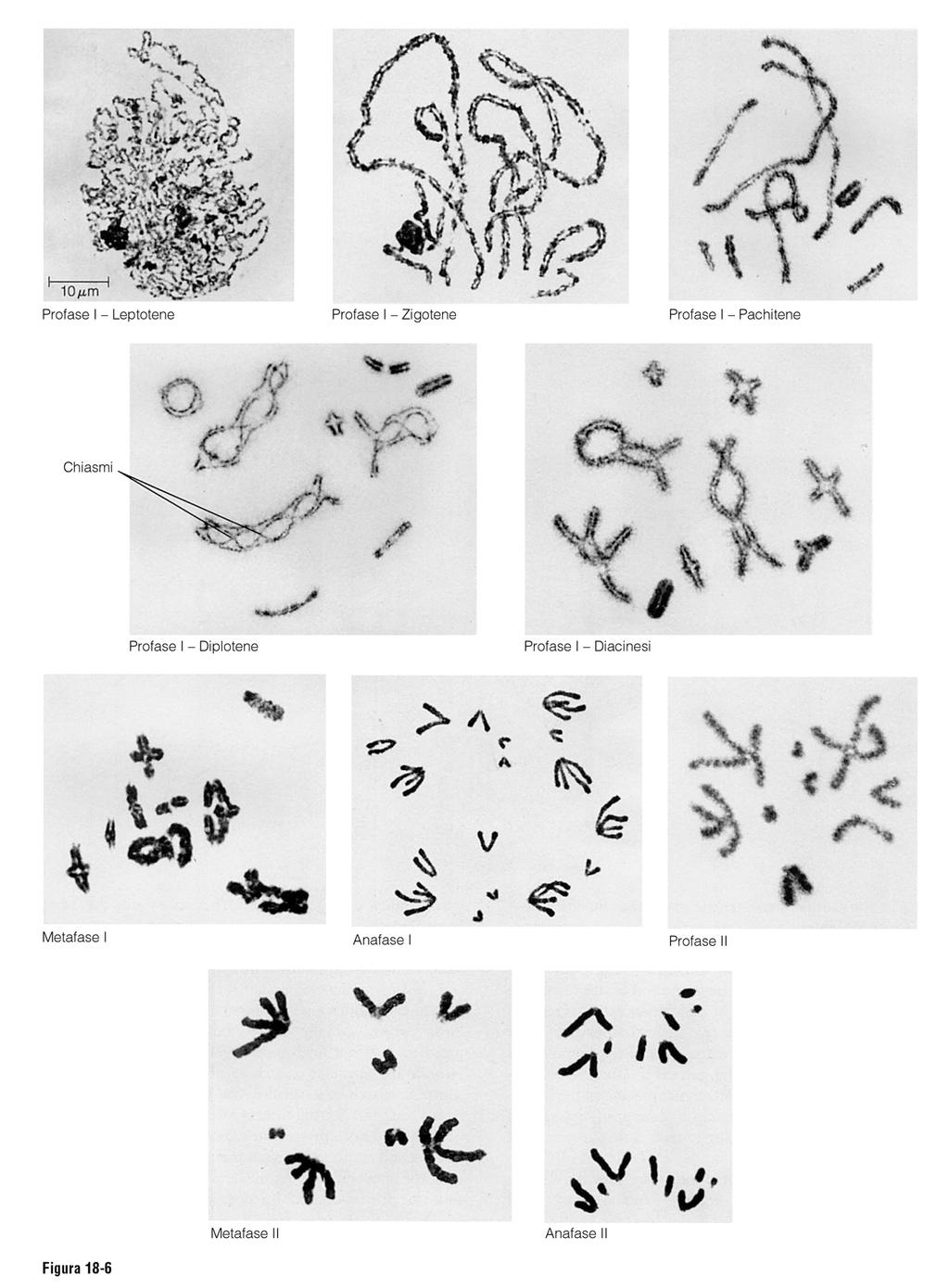 PACHITENE Profase I CROSSING OVER OGNI COPPIA DI CROMOSOMI DA 1 A 4 SCAMBI Scambio di materiale genetico o ricombinazione tra cromatidi omologhi non