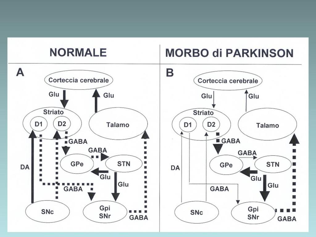 I gangli della base, una serie di nuclei nervosi posti alla base degli emisferi cerebrali, ricevono informazioni da un ampia porzione della neocorteccia e, dopo averle elaborate, le trasformano in