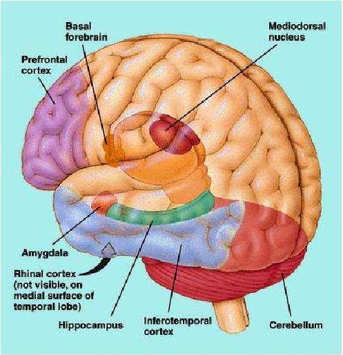 I macronutrienti del breakfast: potenziano il funzionamento del lobo frontale dove sono situati i centri della memoria (Kennedy, 2000) attivano il rilascio di