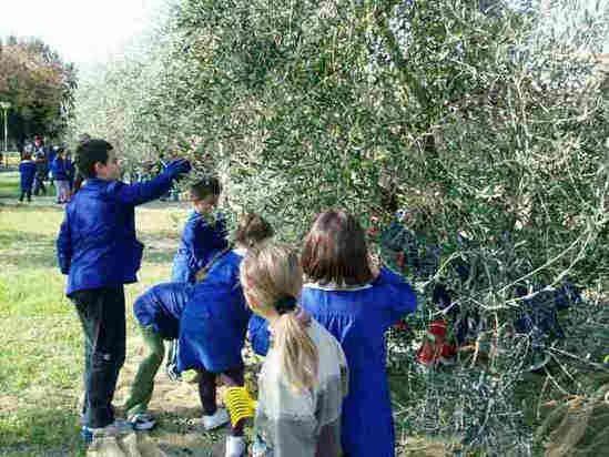 ALICE E L'OLIO Laboratorio dell'olio: le varietà di ulivo, le tecniche di raccolta delle