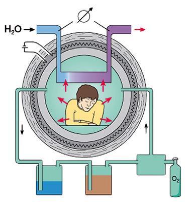 Bioenergetica Calorimetria diretta Permette di valutare la spesa energetica a partire dalla misurazione