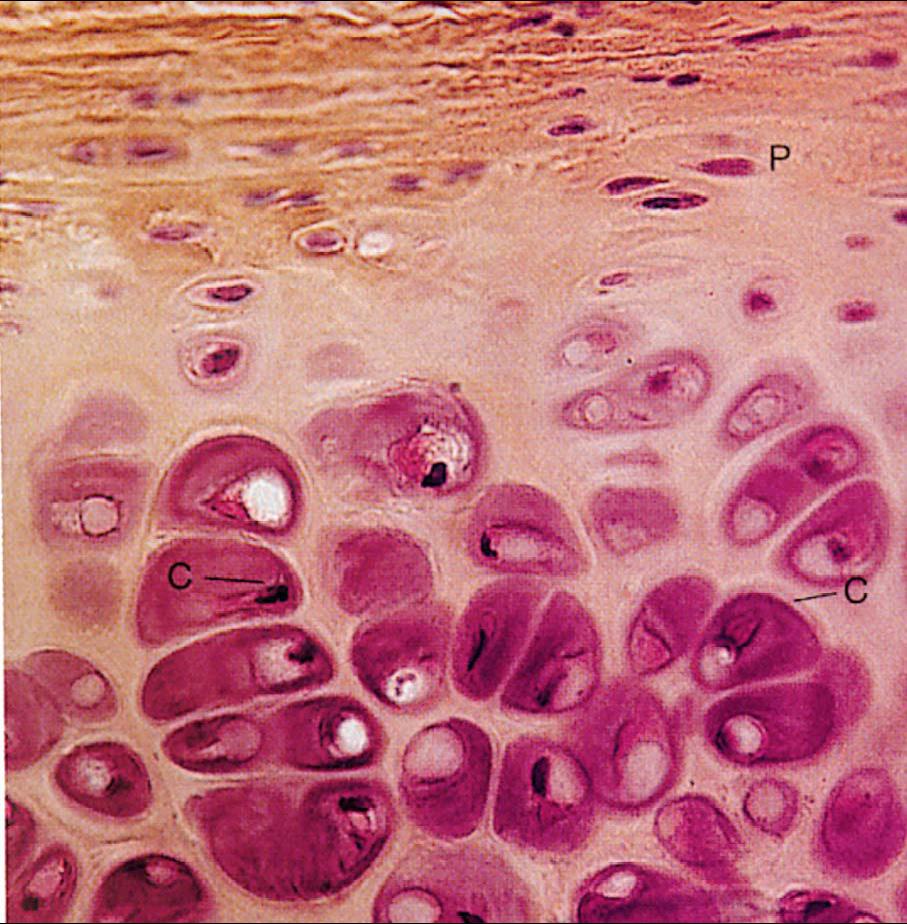 Cartilagine in sezione P: Pericondrio; C1: Condrociti; C: Condroblasti La matrice è costituita da: 1