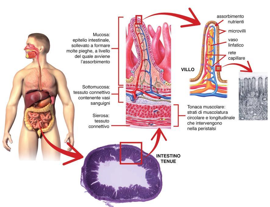 Intestino