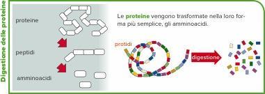 La digestione in sintesi Nello