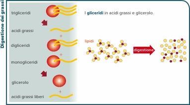 La digestione in sintesi Nell intestino tenue termina la