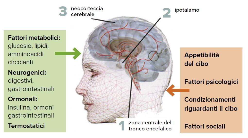 Appetito, fame e sazietà Il centro della fame e sazietà è situato nell ipotalamo del cervello.