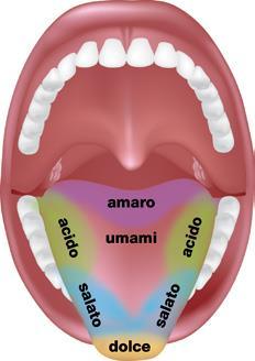 Bocca La bocca o cavità orale è formata dalle labbra, dalle guance, dal palato duro, dal palato molle e dalla lingua.
