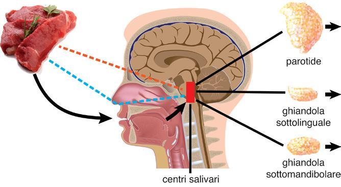 Bocca Le ghiandole salivari sono organi annessi posti esternamente alla bocca, adibite alla produzione di saliva.