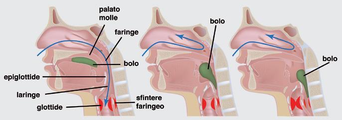 Faringe ed esofago Il cibo ingerito (bolo) passa dalla bocca alla faringe, un condotto imbutiforme che si estende dalle coane all esofago e alla laringe.
