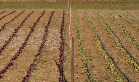 Utilizzazione del compost di posidonia come ammendante e