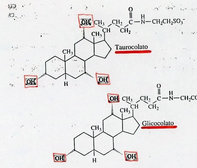 I SALI BILIARI A partire dal colesterolo sono sintetizzati i sali biliari (taurocolato, glicocolato) che