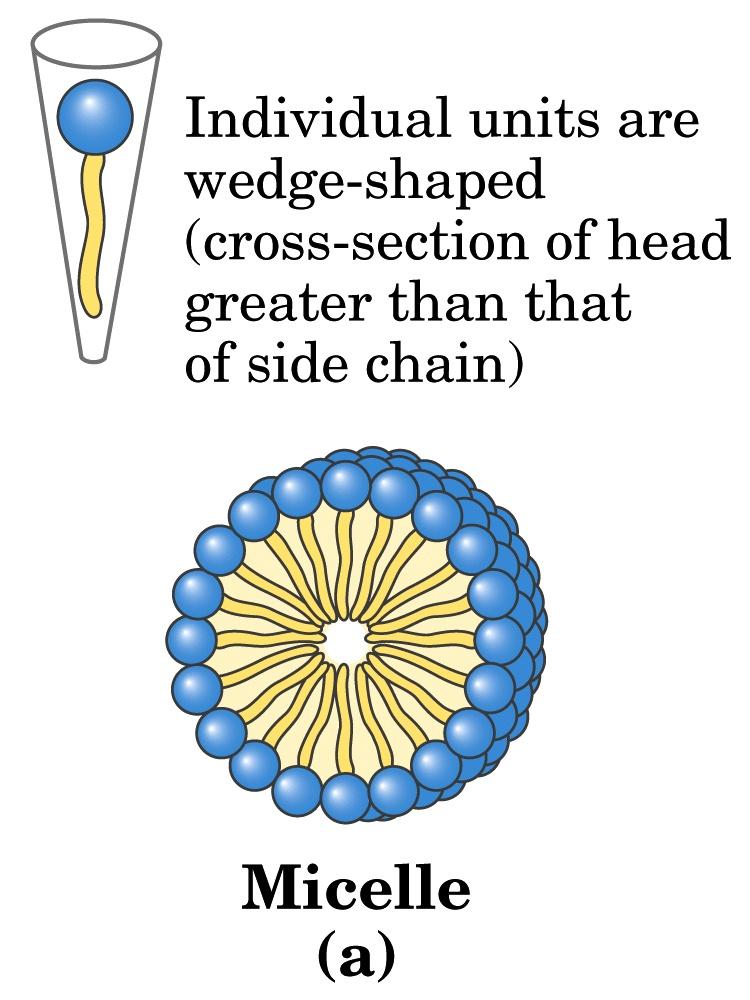 LE MICELLE La formazione della micella è favorita quando l area l della sezione trasversale della testa polare è superiore a quella della catena