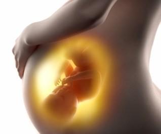 Alimentazione materna: principale fattore ambientale che condiziona la vita intrauterina «PROGRAMMING» Squilibri nutrizionali influenzano sviluppo e crescita