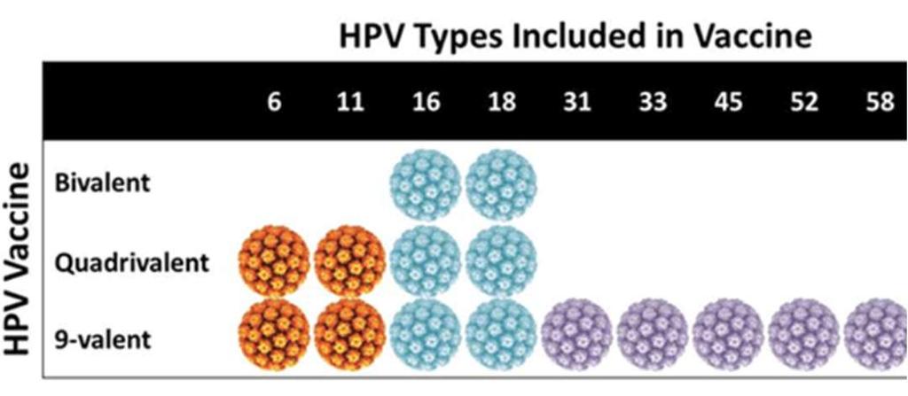 Caratteristiche del vaccino anti-hpv 9-valente Il nuovo vaccino 9-valente protegge verso un maggior numero di sierotipi di papilloma virus umano rispetto a qualsiasi altro vaccino anti-hpv