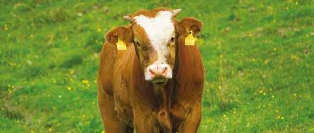 CGO 9 Animali di allevamento ruminanti Non possono essere somministrati prodotti di origine animale quali: farina di pesce (ammessa solo per ruminanti non svezzati nei sostituti del latte) fosfato