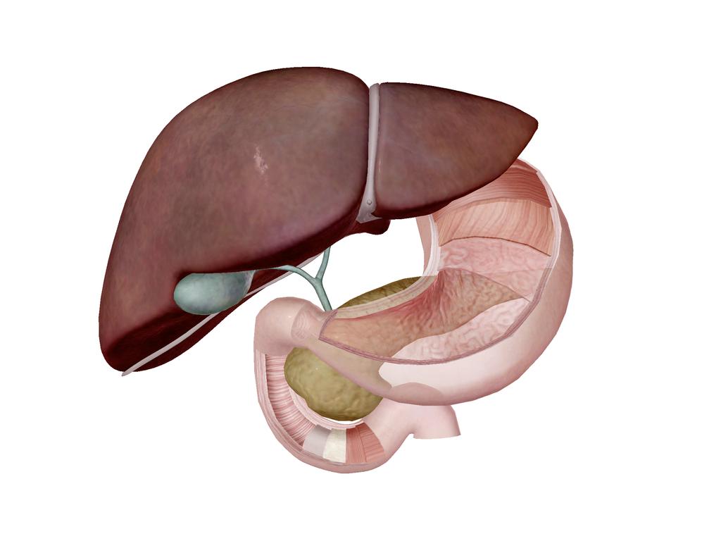 Attività 2: Laboratorio apparato digerente 1. Avvia la vista! Avvia Atlante di anatomia umana. Naviga a Quiz/Attività di laboratorio, e trova la sezione Laboratorio apparato digerente.