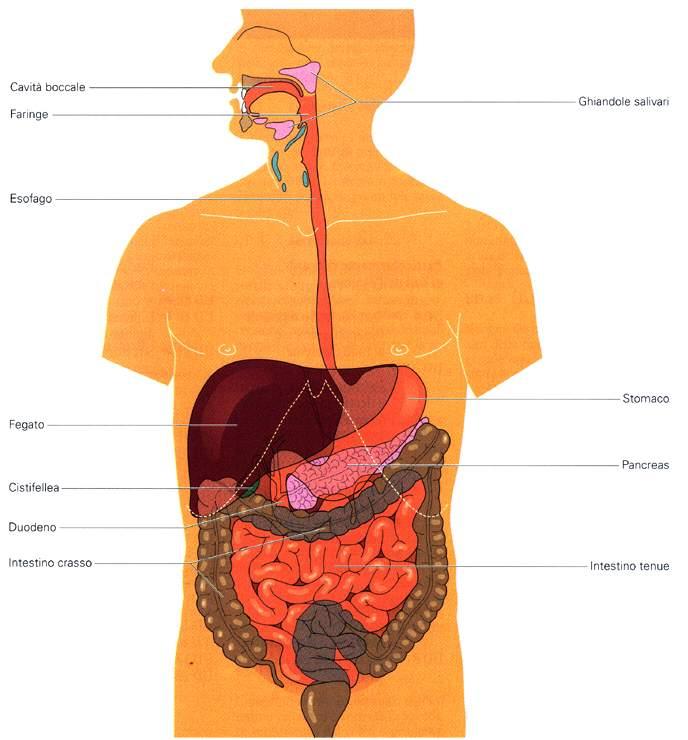 Immagine tratta da: Anatomia e Fisiologia dell