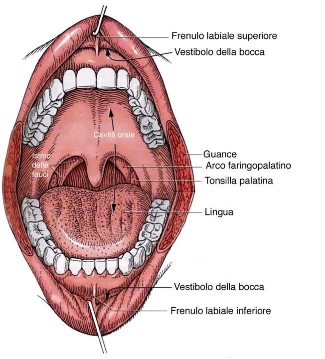 Immagine tratta da: Anatomia Umana-Atlante