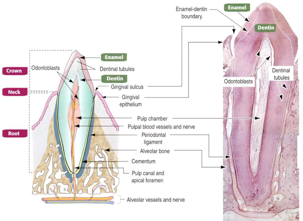 Struttura del dente Immagine tratta da: Hystology and