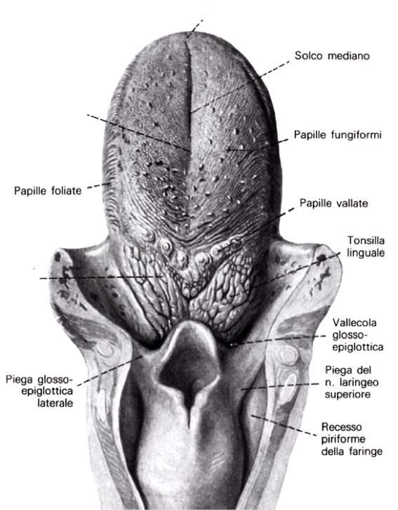 Immagine tratta da: Anatomia Umana, Balboni C.