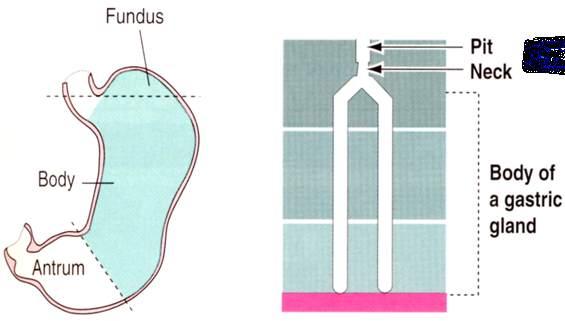 Cell Biology, A.L.