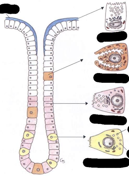 Muco Cellula mucipara Cellula parietale Cellula principale