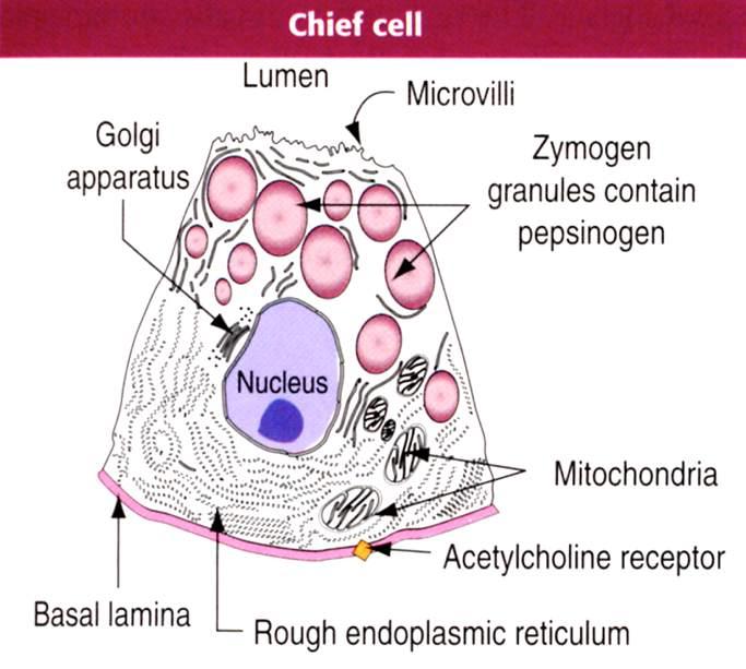 Cellule principali Immagine tratta da: Hystology and