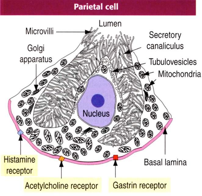 Cellule parietali Immagine tratta da: Hystology and