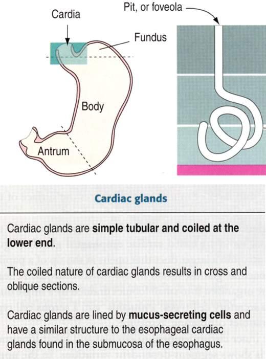 Ghiandole cardiali Immagine tratta da: Hystology and