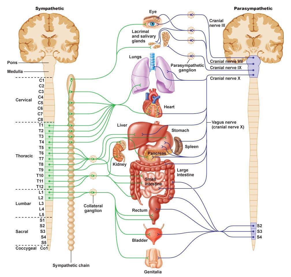1. INTRODUZIONE 1.1. IL SISTEMA NERVOSO AUTONOMO Il sistema nervoso autonomo (SNA) è la componente del Sistema Nervoso (SN) deputata alla regolazione della maggior parte delle funzioni viscerali