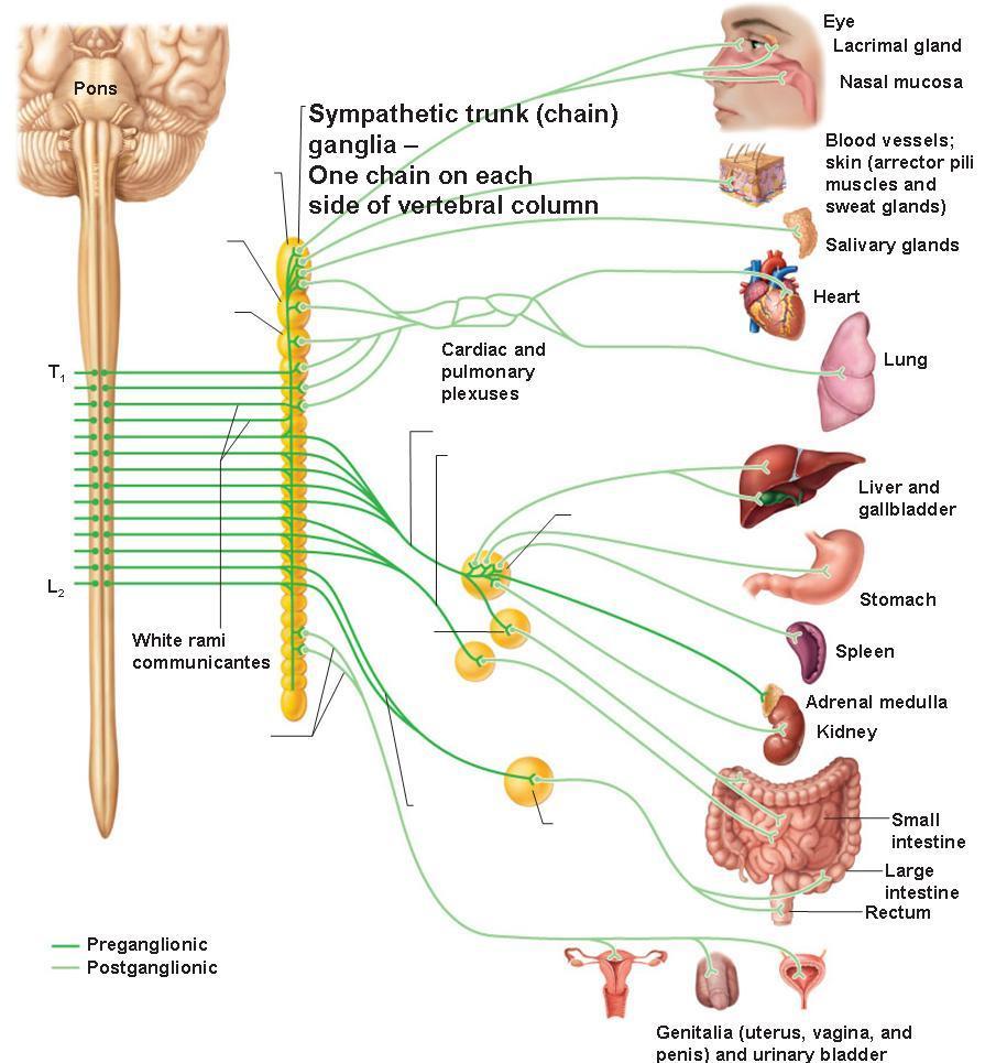 Figura 2: Anatomia funzionale del Sistema Ortosimpatico Anatomia funzionale del sistema nervoso parasimpatico Le fibre parasimpatiche lasciano il Sistema Nervoso Centrale (SNC) attraverso i nervi